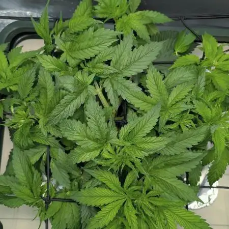 ACE seeds Malawi × PCK in hydro-aero