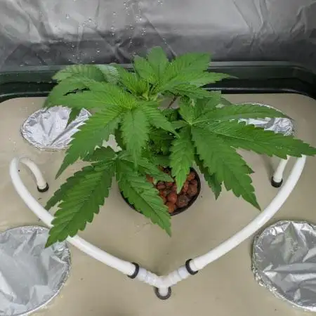 ACE seeds Malawi × PCK in hydro-aero