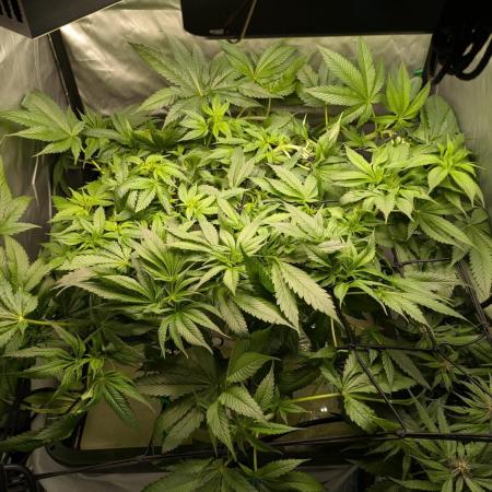 ACE seeds Malawi × PCK in hydro-aero