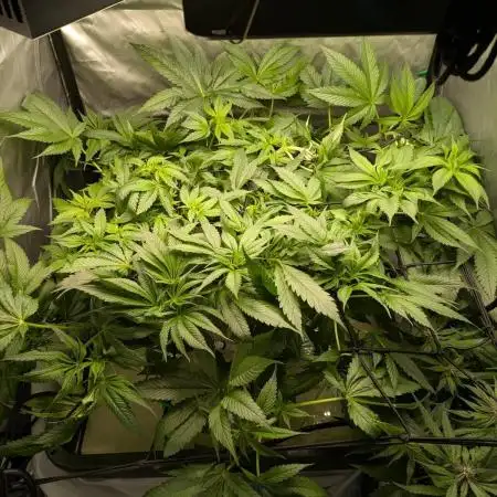 ACE seeds Malawi × PCK in hydro-aero