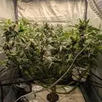 ACE seeds Malawi × PCK in hydro-aero