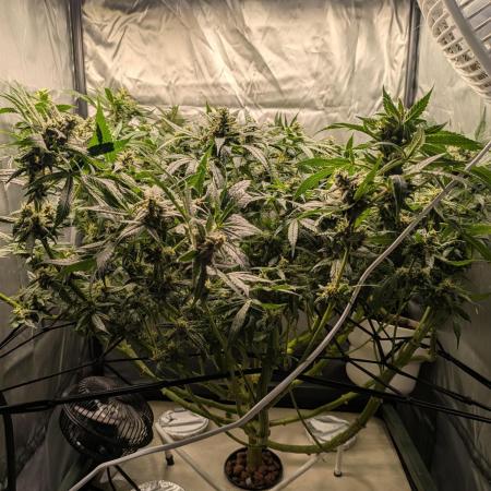 ACE seeds Malawi × PCK in hydro-aero