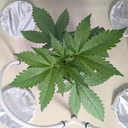 ACE seeds Malawi × PCK in hydro-aero