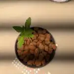 ACE seeds Malawi × PCK in hydro-aero