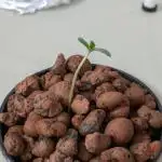 ACE seeds Malawi × PCK in hydro-aero