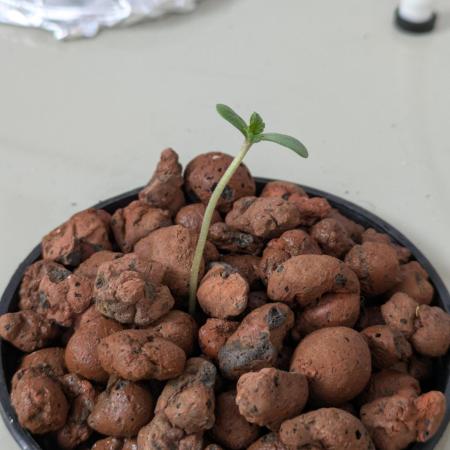 ACE seeds Malawi × PCK in hydro-aero