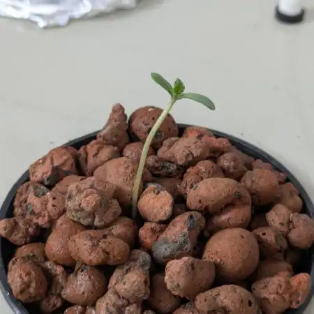 ACE seeds Malawi × PCK in hydro-aero
