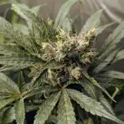 ACE seeds Malawi × PCK in hydro-aero