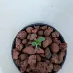 ACE seeds Malawi × PCK in hydro-aero