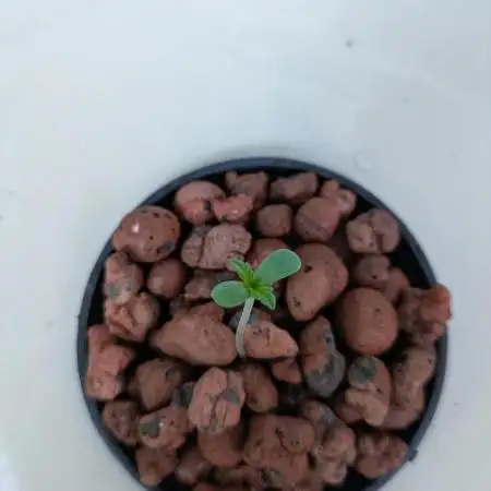 ACE seeds Malawi × PCK in hydro-aero