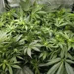 ACE seeds Malawi × PCK in hydro-aero