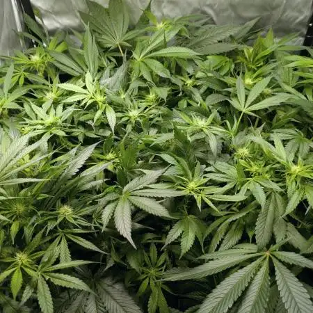 ACE seeds Malawi × PCK in hydro-aero
