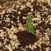ETHOS - Banana Hammock Auto