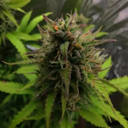 Orange Sherbet Auto (#1)