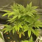 Zkittles Auto Seedsman
