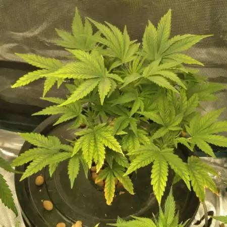 Zkittles Auto Seedsman