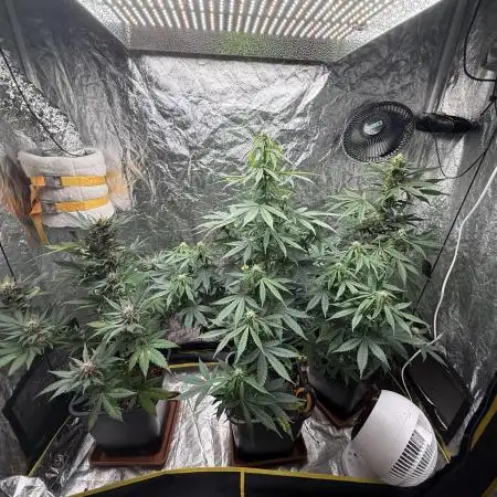 RQS *** Special Queen 1 Auto