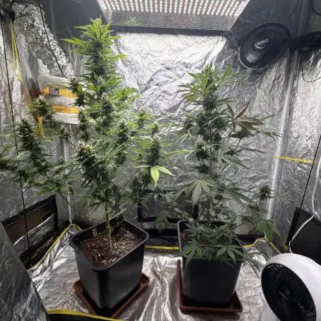 RQS *** Special Queen 1 Auto
