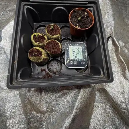 RQS *** WEDDING CAKE auto *** outdoor