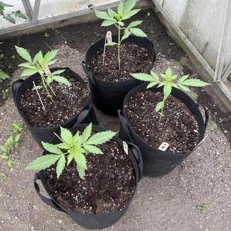 RQS *** WEDDING CAKE auto *** outdoor