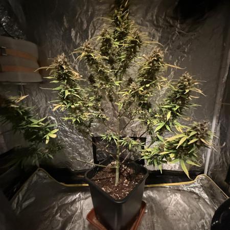 RQS *** Special Queen 1 Auto