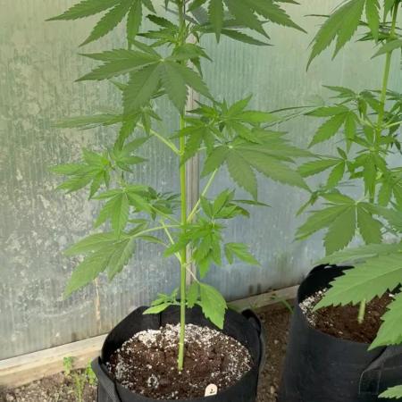 RQS *** WEDDING CAKE auto *** Greenhouse