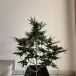 RQS *** Special Queen 1 Auto