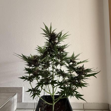 RQS *** Special Queen 1 Auto