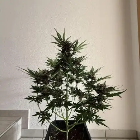 RQS *** Special Queen 1 Auto