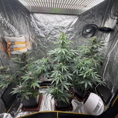RQS *** Special Queen 1 Auto
