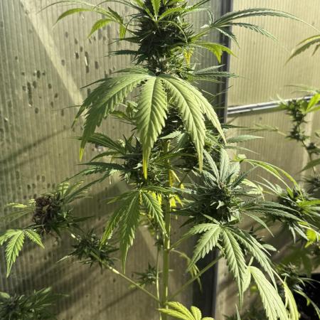 RQS *** WEDDING CAKE auto *** Greenhouse