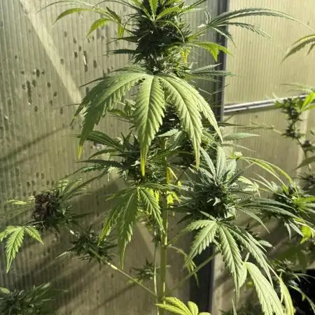 RQS *** WEDDING CAKE auto *** Greenhouse
