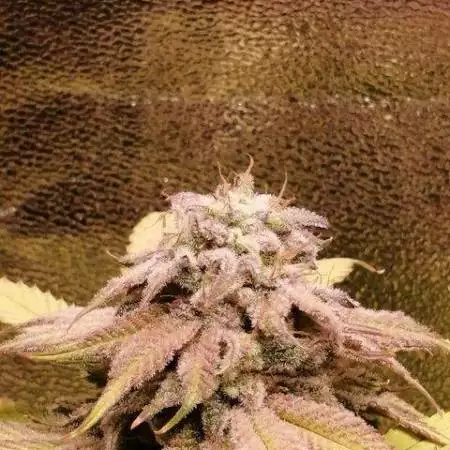 SCRoG GDP