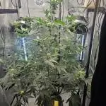 plant 19