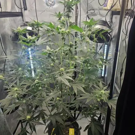 plant 19