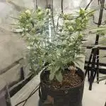 Plant 16
