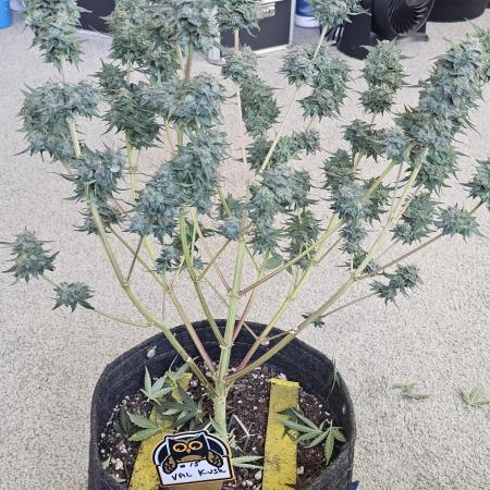 Plant 15