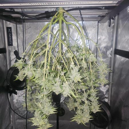 Plant 14 grow journal by czar712 - GrowDiaries