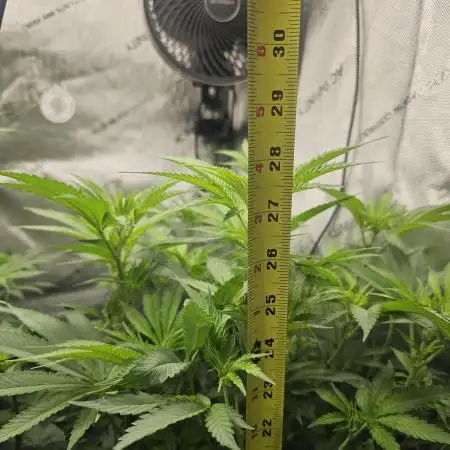 plant 18
