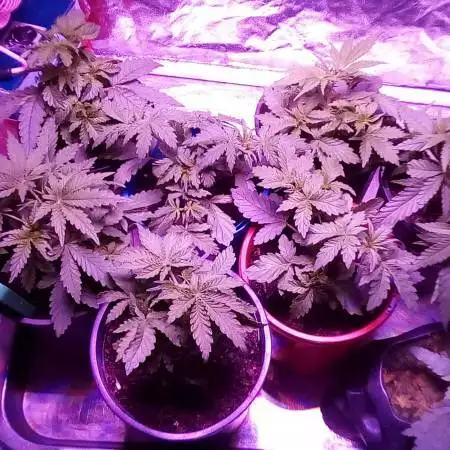 1st indoor grow :) 