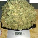 Barney's LSD Auto