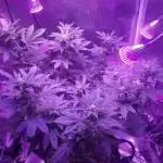 white widow grow