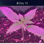 Budzilla23 grow’s