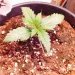 Mixed auto's