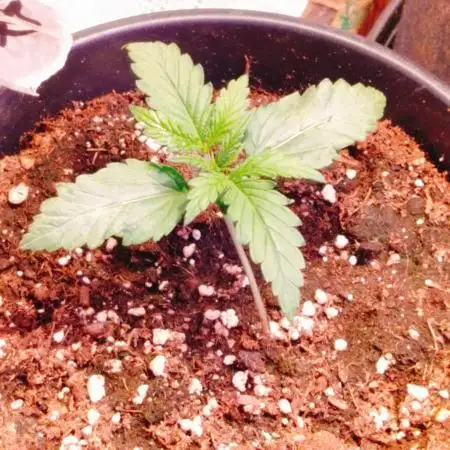 Mixed auto's