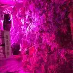 First grow