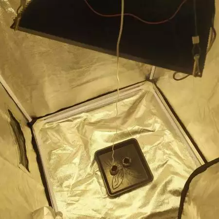 1St Grow
