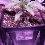 6 strains indoor