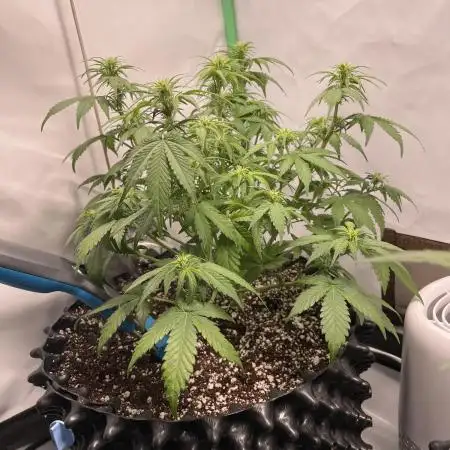 Blueberry Auto