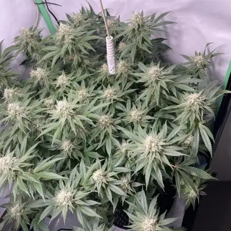 Purple Haze Coco/Canna